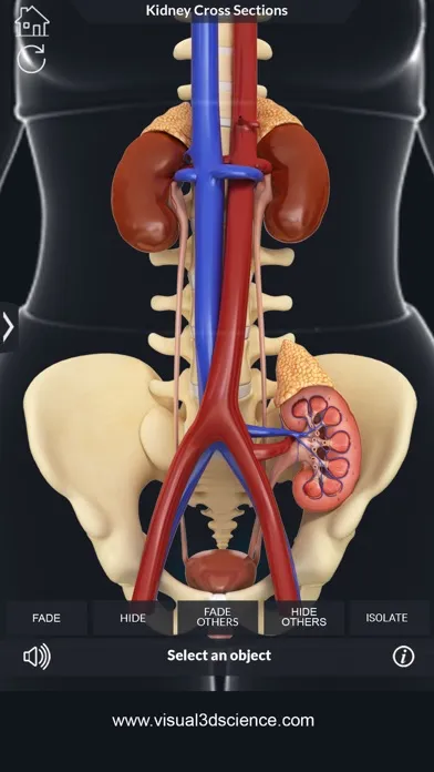 Tangkapan skrin My Kidney Anatomy